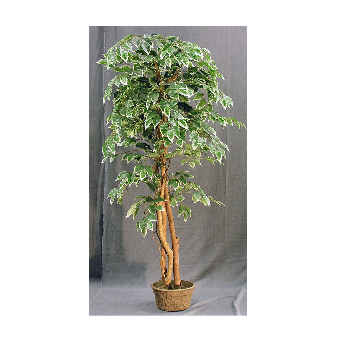Ficus Benjamina Variegata – Plant | Get ReFurnished ...